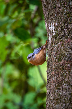 Nuthatcher on a tree.