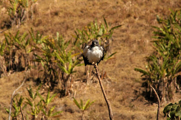 Gavião do Rabo Branco