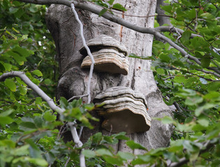 Tinder or hoof fungus (Fomes fomentarius) fruiting bodies growing on a beech tree