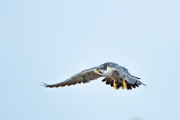 Halcon peregrino nordico.