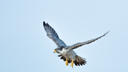 Halcon peregrino nordico.