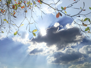 Branches of the tree against dramatic blue sky in the background.