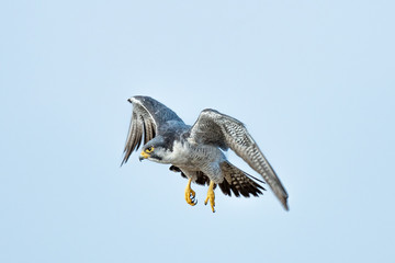 Halcon peregrino nordico.