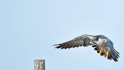 Halcon peregrino nordico.