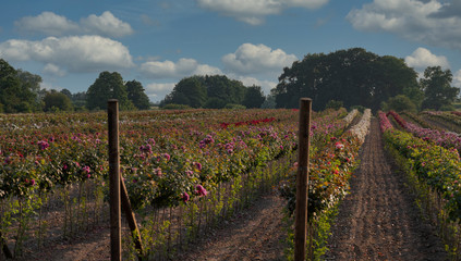 Blütenpracht von Bunten Rosen auf einen Rosenfeld