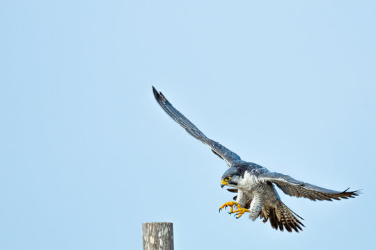 Halcon peregrino nordico.