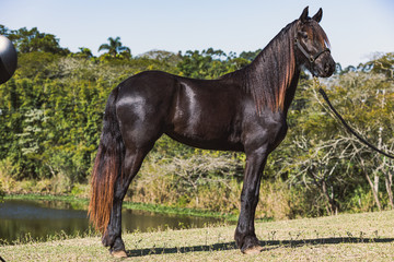 Friesian Horse