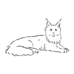Maine coon cat portrait. Hand drawn vector illustration. Can be used separately from your design.