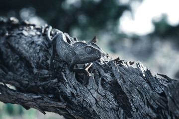 Chamaleon chamaleon.