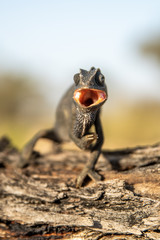 Chamaleon chamaleon.