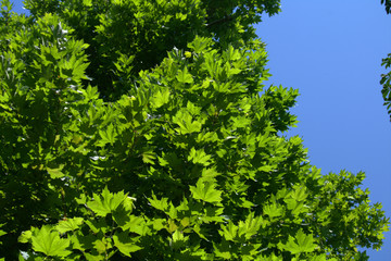 Fototapeta na wymiar green leaves of the sky,green, tree, nature, leaves, leaf, plant, fresh, trees, natural,blue, summer, foliage,