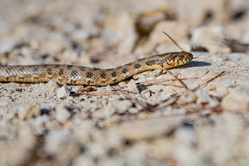 Natrix maura.
