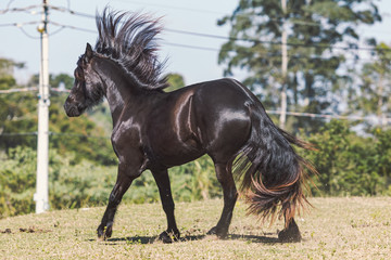 Friesian Horse