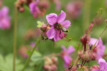 Fototapeta na wymiar Blooming pink Geranium macrorrhizum and bee