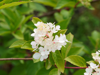 Gros plan sur large panicule de fleur blanc ivoire et rosissante d'hortensia paniculé ou Hydrangea paniculata entourée d'un feuillage vert sur tige rouge