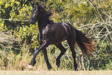 Fototapeta premium Friesian Horse