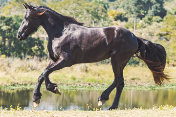 Fototapeta premium Potro Quarto de Milha