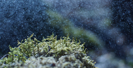 Green moss with bolls under raindrops, macro photography of microplants, natural concept