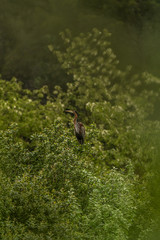 Garza imperial.(Ardea purpurea)