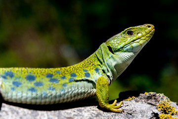 Lagarto ocelado.(Timon lepidus)