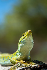 Lagarto ocelado.(Timon lepidus)