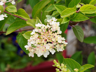 Hydrangea paniculata | Hortensia paniculé à inflorescence blanc ivoire, rosissant et rougissant en fin d'été