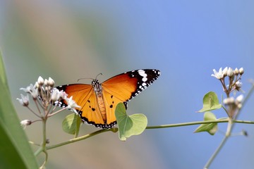 butterfly on a flower