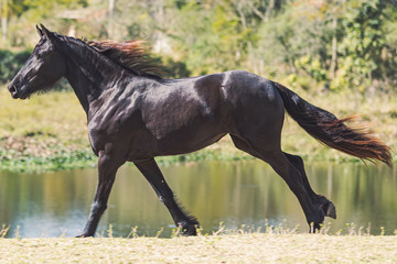 Friesian Horse