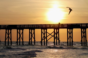 Fototapeta premium Sunset Seagull at Pier