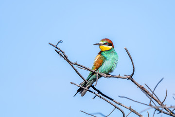Abejaruco (Merops apiaster)