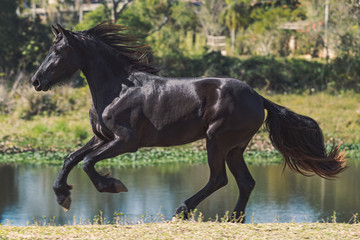 Friesian Horse