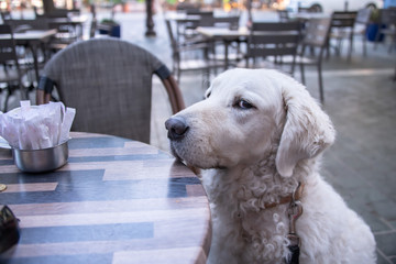 Cheeky dog begging for food at the table hoping not to be noticed by her owner