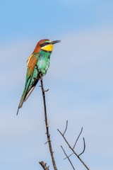 Abejaruco (Merops apiaster)