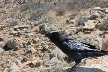 Fuerteventura Espagne Spain