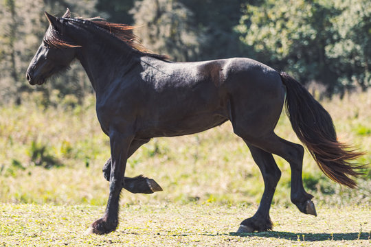 Friesian Horse