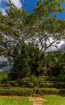 A View Of Manicured Hedges On The Edge Of The Rainforest In St Kitts