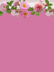 Beautiful rose flower isolated on pink color background.