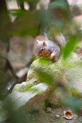 リスのカワイイ姿　Squirrel