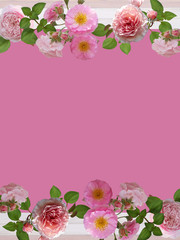 Beautiful rose flower isolated on pink color background.