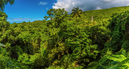 A panorama view across the rainforest in St Kitts