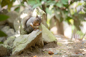 リスのカワイイ姿　Squirrel