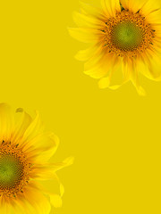 Obraz premium blooming sunflower isolated on yellow color background.