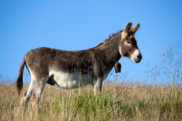 Donkey on a grass field