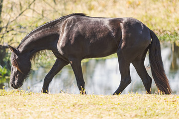 Fototapeta premium Friesian Horse