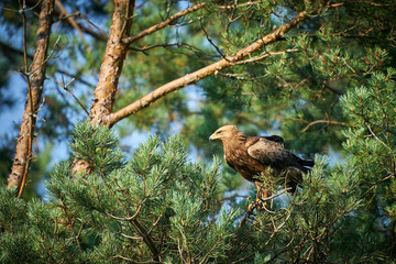 Lesser Spotted Eagle sitting on spruce tree branch