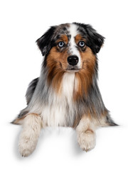 Gorgeous Australian Shepherd dog, laying down with front paws over edge. Looking towards camera with light blue eyes. Isolated on white background.