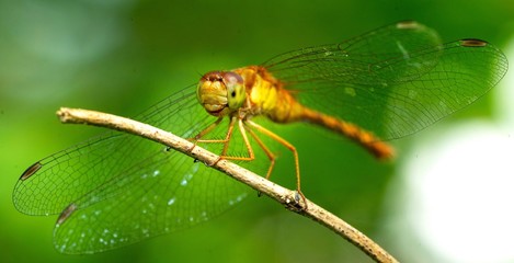 close up of a dragonfly