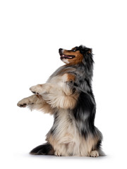 Gorgeous Australian Shepherd dog, sitting on hind paws.  Looking up with light blue eyes. Isolated on white background.