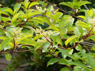 Hydrangea paniculata | Hortensia paniculé, arbuste rameux et gracieux à inflorescence de petites fleurs blanches entourées de grandes fleurs blanches stériles
