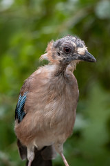 Arrendajo Euroasiatico.